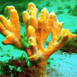 Desmapsamma anchorata