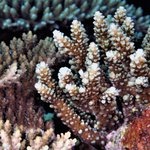 Acropora lutkeni