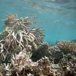 Bleached Acropora (arborescent)