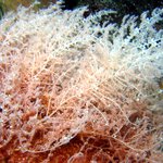 Wrangelia penicillata