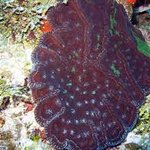 Mycetophyllia aliciae