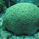 Diploria labyrinthiformis