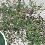 Amaranthus arenicola