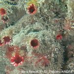 Microcosmus polymorphus