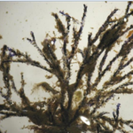 Virididentula dentata