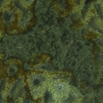 Turf Algae-covered Acanthastrea