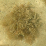 Spyridia filamentosa