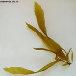 Petalonia fascia/Punctaria latifolia (substr)