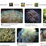 Euphyllidae