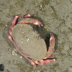 Metacarcinus edwardsii