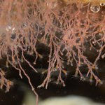 Cnidaria: Hydroids
