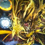 Stephanocystis dioica