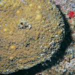 Dichocoenia stellaris