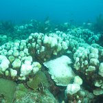 Bleached Orbicella annularis