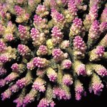 Acropora secale