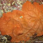 Spirastrella cunctatrix