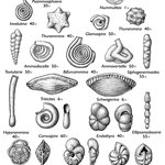 Foraminifera