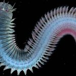 Annelida, unidentified