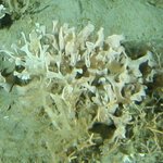 Bryozoa: hard: branching