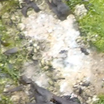 Dead red calcareous encrusting algae