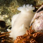 Diaulula punctuolata