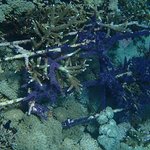 Coral Killing Sponge