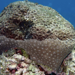 Condition_Partial Mortality