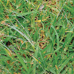 Cenchrus clandestinus