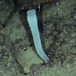 Sponges: Hollow forms :Tubes and chimneys