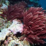 Red fleshy algae
