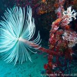 Sabella spallanzanii