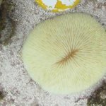 Totally bleached Fungia sp.