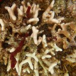 Porites porites - bleached