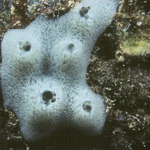 Blue Caribbean sponge
