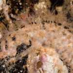 Incrustatus comauensis