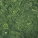 Turf Algae-covered branching coral rubble