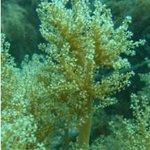 softcoral_ nephtheidae