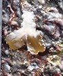 Fucus sp. Juvenil