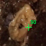 Nudibranch sp. - Egg Case Ribbon