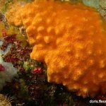 Schizomavella mamillata