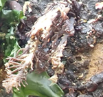 Red non-calcareous erected algae