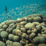 Orbicella annularis - Dead