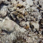 Stringy Blue-Green Macroalgae