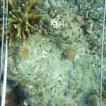 Corals:Stony Coral:Encrusting