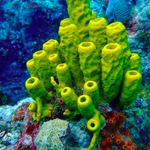 Tube or Rod Sponge
