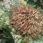 Macroalgae: Erect fine branching red
