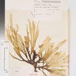 Spatoglossum Chapmanii