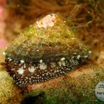 Fissurella radiosa tixierae