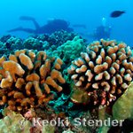 Pocillopora meandrina