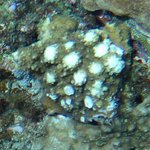 Acropora listeri